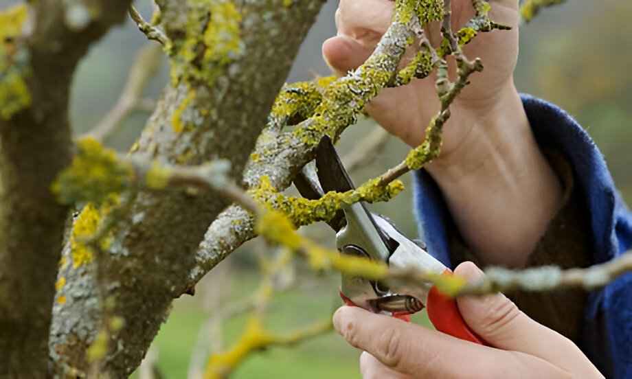 Оберните это вокруг деревьев - и гусеницы не поразят сад. Вот, что нужно успеть до конца весны