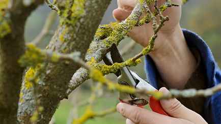 Оберните это вокруг деревьев — и гусеницы не поразят сад. Вот, что нужно успеть до конца весны