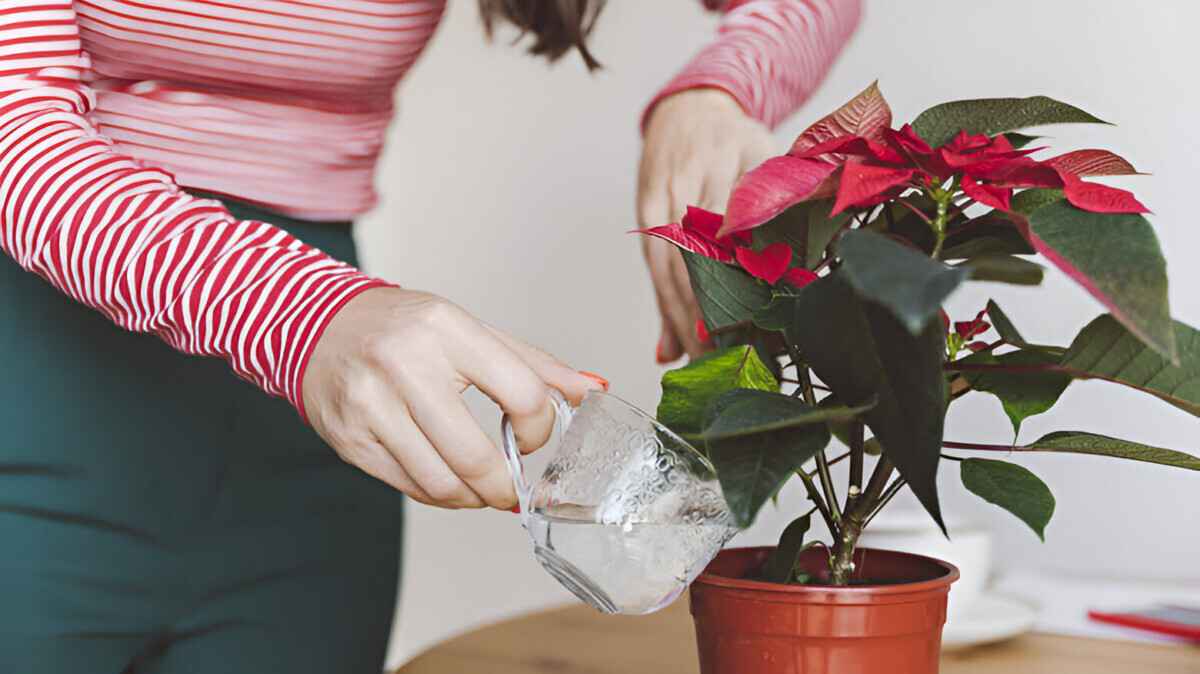 Как ухаживать за "Рождественской звездой"? Подмешивайте эти продукты при поливе — и растение не сбросит листья