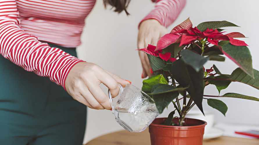 Как ухаживать за "Рождественской звездой"? Подмешивайте эти продукты при поливе — и растение не сбросит листья