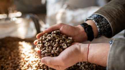 Минус 20%. Минлесхоз снизил цены на топливные пеллеты для белорусов