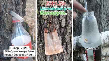 «Думаю, пора картошку сажать» — В разных регионах Беларуси пошел березовый и кленовый сок