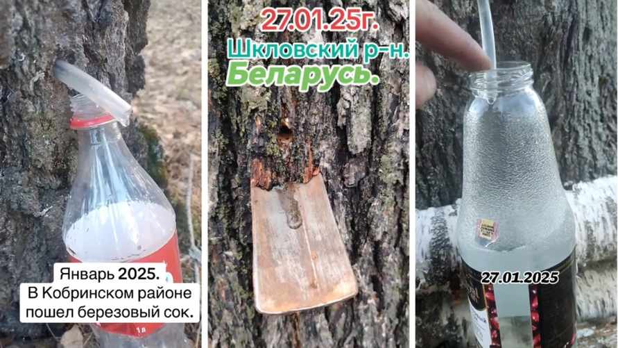 "Думаю, пора картошку сажать" - В разных регионах Беларуси пошел березовый и кленовый сок