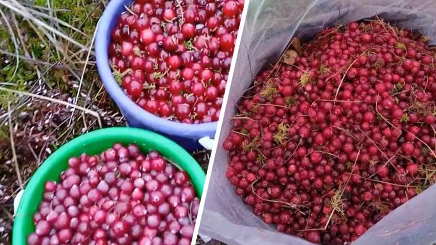 "Это самая вкусная" - Белорусы похвастались "урожаем" клюквы в январе. Где собрали полные ведра?
