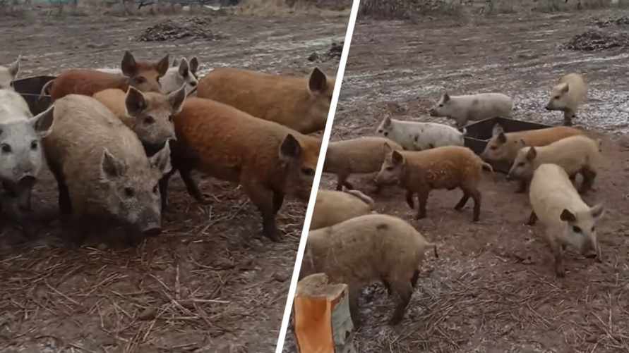 "Самое вкуснючее сало" - Белорусам предложили поросят по 200 рублей. Что за порода?