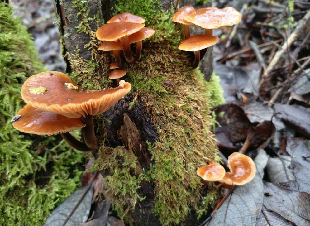 «Что-то братья-месяцы мутят» - Белорусы показали «букеты» грибов, собранных в первый день 2025 года