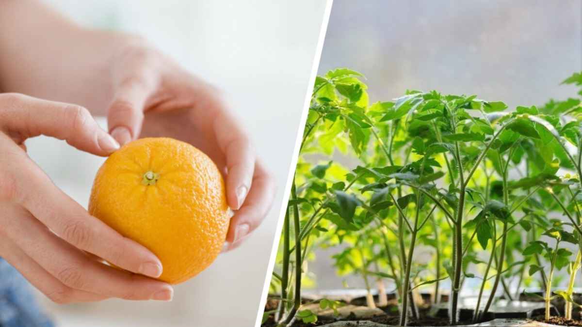 Это удобрение из апельсиновых шкурок побудит рассаду к небывалому росту. Как приготовить?