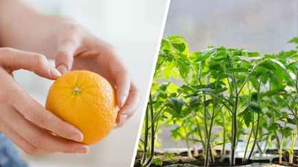 Это удобрение из апельсиновых шкурок побудит рассаду к небывалому росту. Как приготовить?