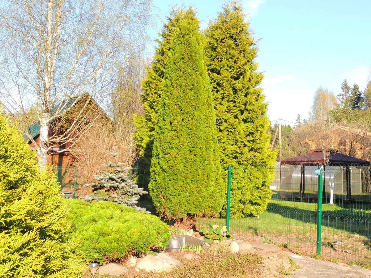 Какие 2 вещи обязательно делать с туями зимой? Одна особенно важна, если нет снега