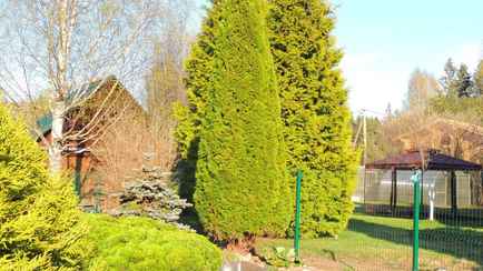 Какие 2 вещи обязательно делать с туями зимой? Одна особенно важна, если нет снега