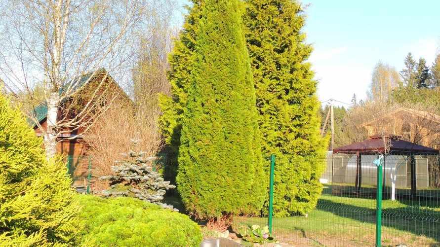 Какие 2 вещи обязательно делать с туями зимой? Одна особенно важна, если нет снега