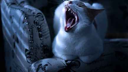 Кот не дает спать? Эти 4 правила избавят вас от ночных воплей и «тыгыдыков»