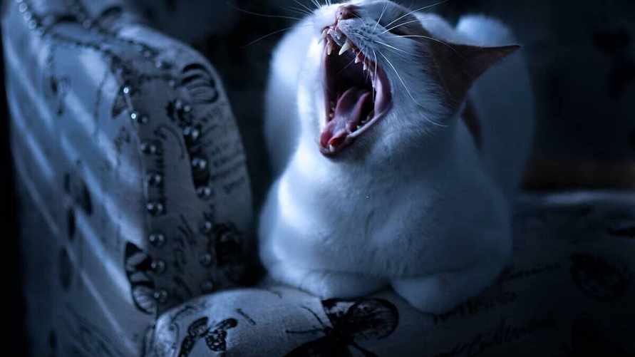 Кот не дает спать? Эти 4 правила избавят вас от ночных воплей и "тыгыдыков"
