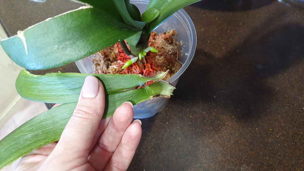 Что делать, если корни орхидеи сгнили? Нашли 4 способа реанимировать растение