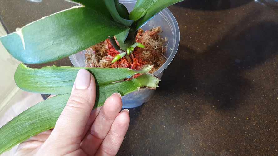 Что делать, если корни орхидеи сгнили? Нашли 4 способа реанимировать растение