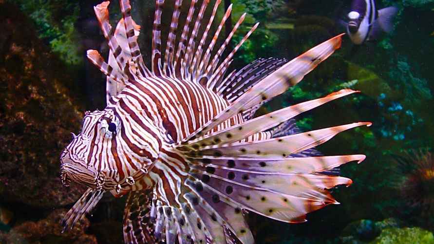 Крылатка обитает в тропических водах Тихого, Индийского, Атлантического океанов и крайне ядовита