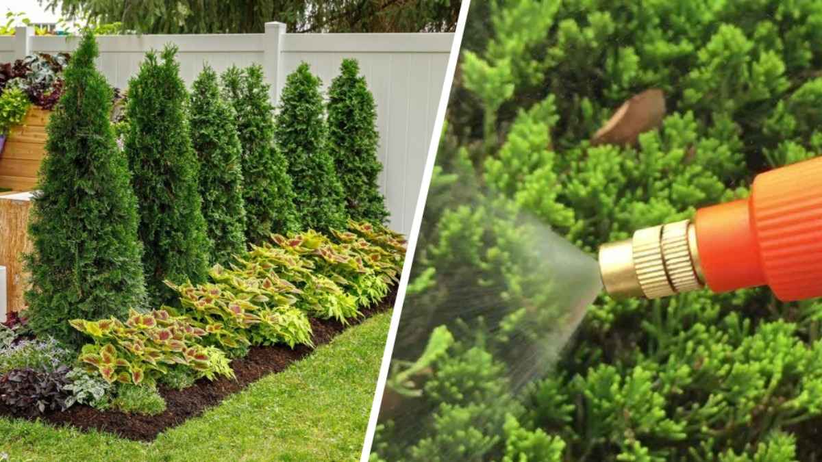 Опрыскайте туи этой дешевой смесью в феврале. Они отблагодарят вас зеленой и пышной кроной