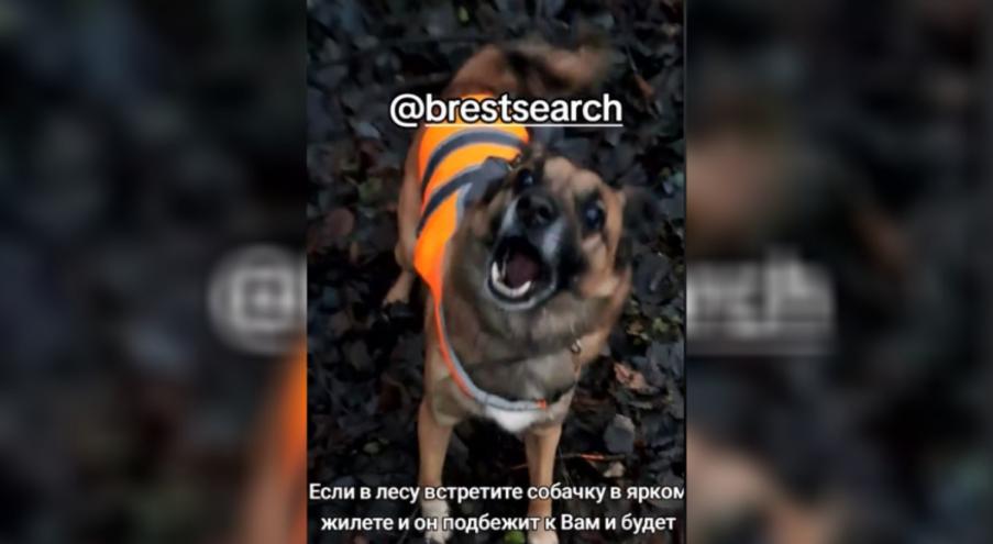 В TikTok аккаунте одного из волонтёров поисково-спасательного отряда