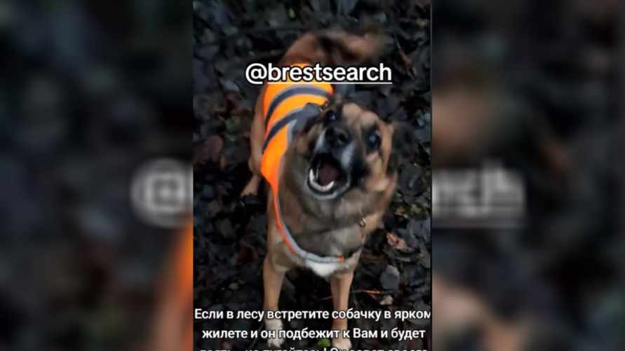 «С места не двинусь от страха» - В TikTok рассказали, что делать белорусам, если к ним в лесу подбежал доберман в оранжевом жилете