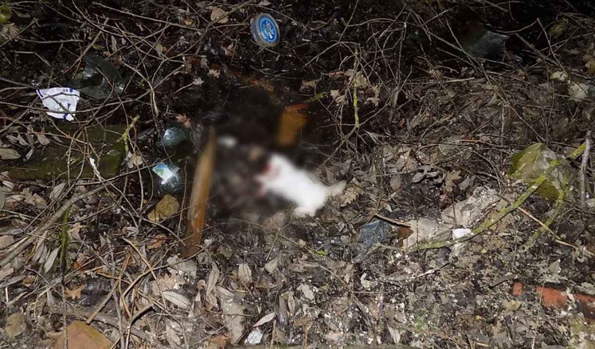 Фото: СК Беларуси