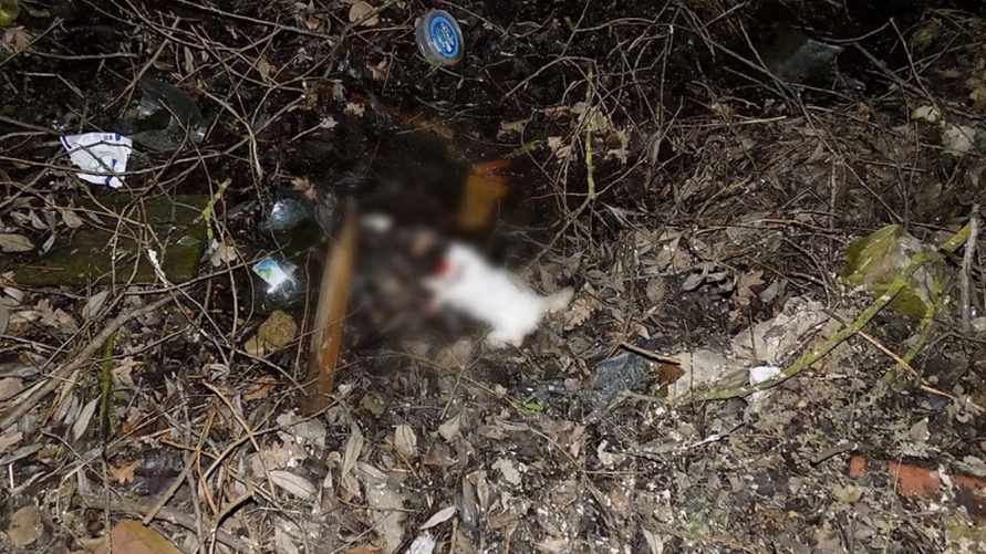 Фото: СК Беларуси