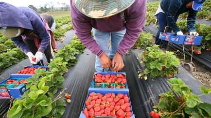 Белорусским предпринимателям предложили кредиты под 8%. Но есть нюанс