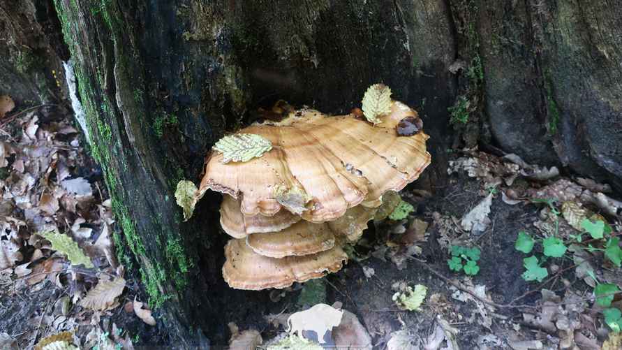 Фото: Беловежская пуща