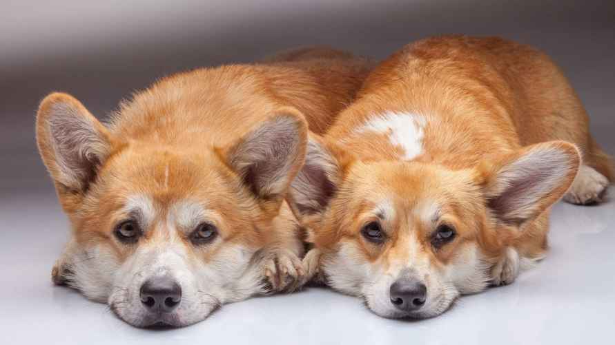 Корги. Фото: fonowik.club