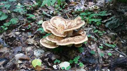 Ученые нашли в Беловежской пуще новый «внешне очень красивый» гриб