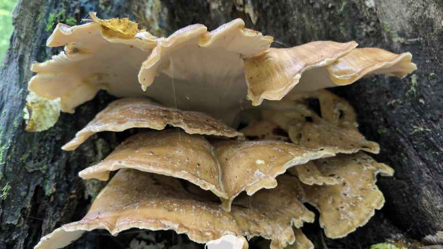 Фото: Беловежская пуща