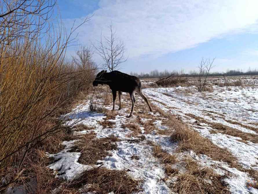 В МЧС показали, как спасли лося, который провалился под лёд на Гомельщине