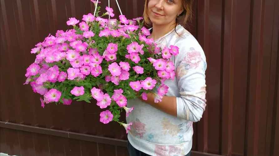 Ампельная петуния "Опера Пинк Морн". Фото: личный архив Е. Ямочки