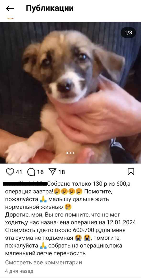 Суд в Молодечно вынес приговор волонтёру, которая брала деньги за лжеспасение собак