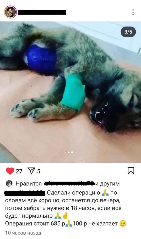 Суд в Молодечно вынес приговор волонтёру, которая брала деньги за лжеспасение собак