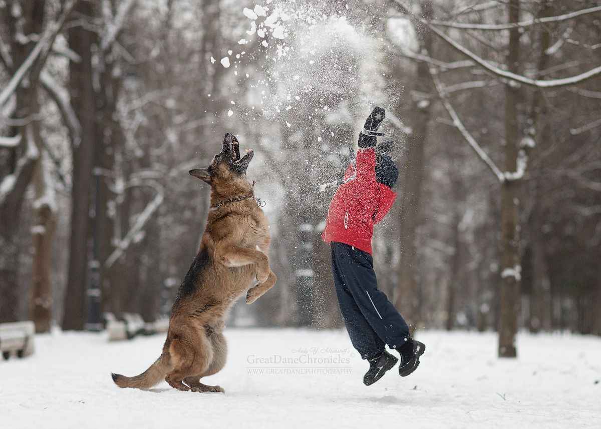 Белорусам запретили говорить это слово своим собакам