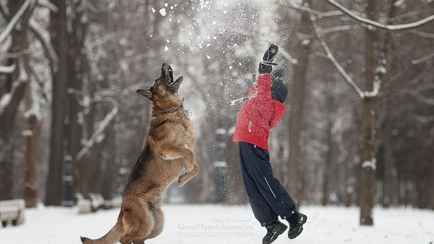 Белорусам запретили говорить это слово своим собакам