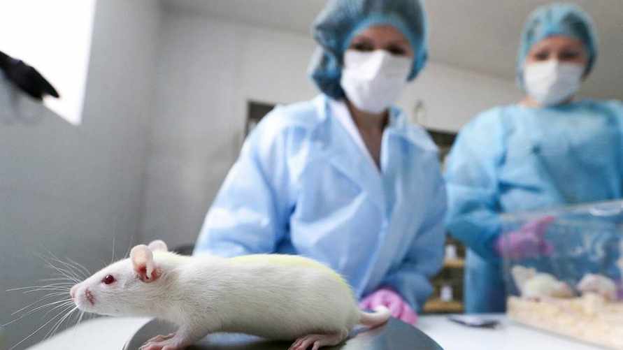 Учёные доказали, что альтруизм — врождённое свойство млекопитающих. Причём тут мыши?