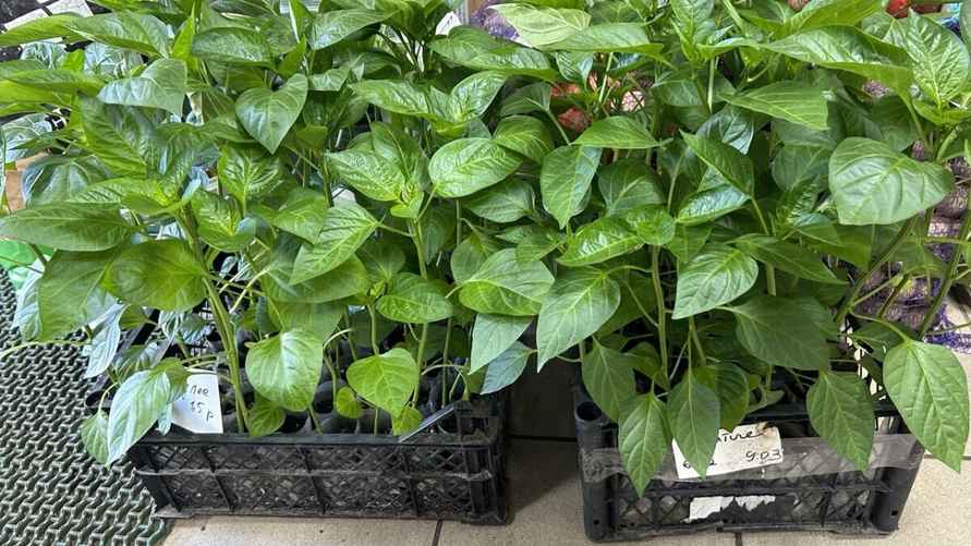 Готовая рассада перцев. Фото: архив Екатерины Ямочки