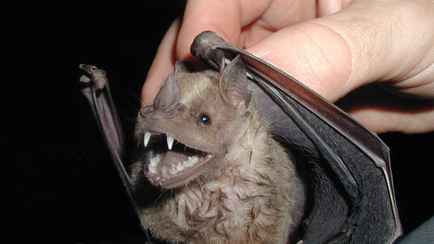 Эпидемия не за горами? Учёные из Китая выявили новый коронавирус у летучих мышей