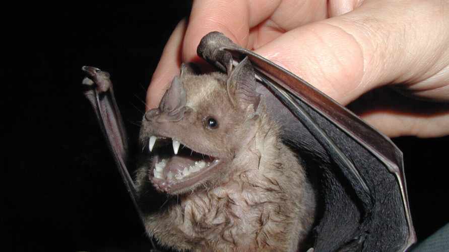 Эпидемия не за горами? Учёные из Китая выявили новый коронавирус у летучих мышей