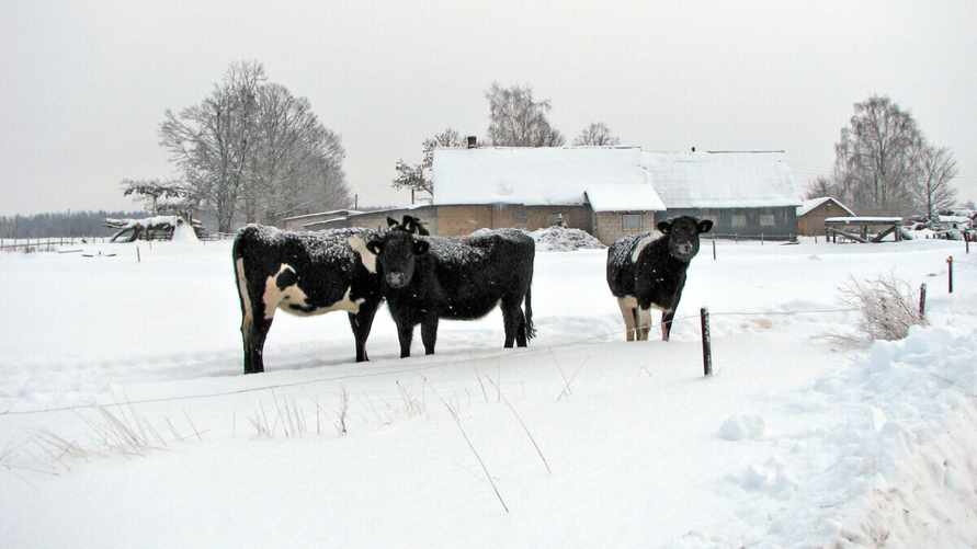 Фото иллюстрационное