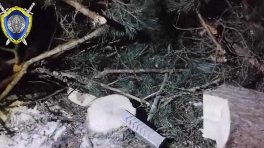В Брагинском районе осина упала на вальщика леса - он погиб