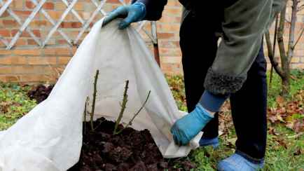 Как белорусам защитить сад и огород от предстоящих морозов? Вот чем поможет вода