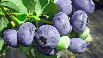 Чем подкормить голубику ранней весной? Раскрываем секрет щедрого урожая