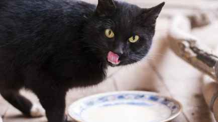 Почему кошкам нельзя пить молоко? Ветеринар назвала 3 продукта, которыми можно его заменить