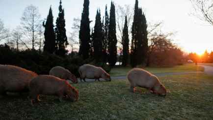Дерутся с собаками и провоцируют ДТП. В Аргентине предложили вводить контрацептивы капибарам