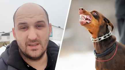 «Процентов 80 просто монстры» — Кинолог назвал 5 пород собак, которых не стоит заводить в Беларуси