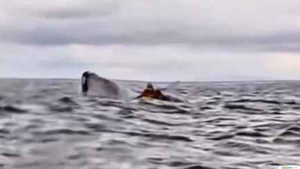 На видео попало, как у берегов Чили горбатый кит проглотил человека. Как удалось выжить?