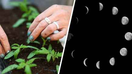 Когда сажать овощи, зелень и цветы на рассаду в Беларуси в 2025 году? Лучшие дни по лунному календарю