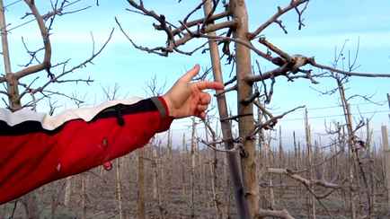 Это нужно сделать с деревьями в феврале всем белорусам. Яблони, груши и вишни порадуют ведрами урожая